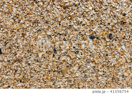 Shells on the beach 41356754