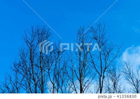 Silhouette of Dead tree with sky background. 41356830