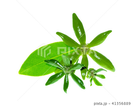 Close up of Bhandari flower. 41356889