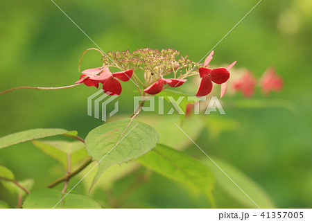 やまあじさい 41357005