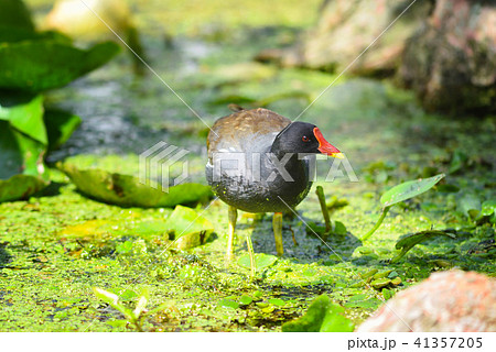 Common moorhen (Gallinula chloropus) 41357205