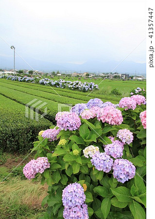 神奈川県 開成町 あじさい祭りの写真素材