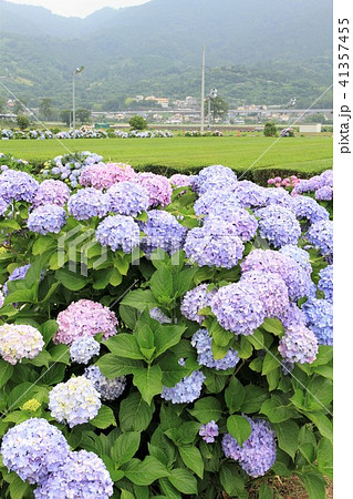 神奈川県 開成町 あじさい祭りの写真素材