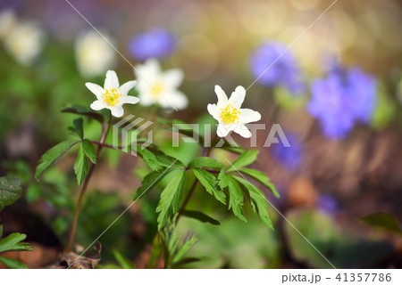 Anemone sylvestris. First spring flowers Anemone sylvestris. First spring flowers 41357786