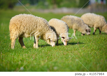 Sheeps in a meadow on green grass 41357964