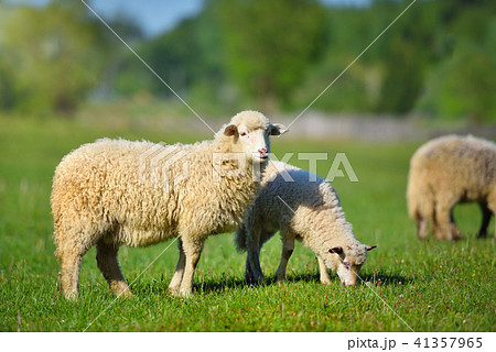 Sheeps in a meadow on green grass Sheeps in a meadow on green grass 41357965