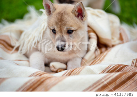 Portrait of cute Siberian Laika on the blanket 41357985
