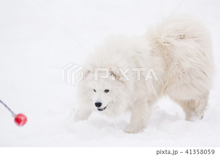 Young active Samoyed dog plays 41358059