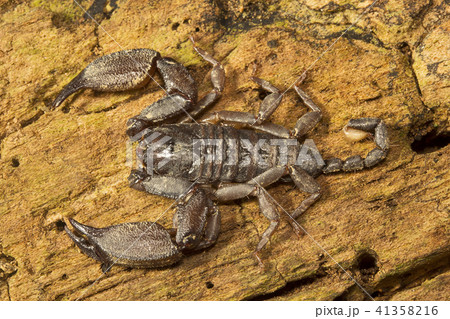 Wood scorpion, Liocheles sp, Hemiscopiidae, India 41358216