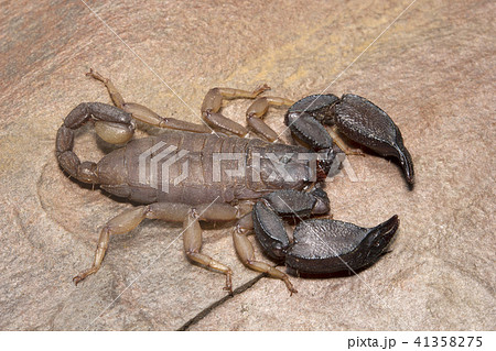 Scorpion, Scorpiops pachmarhicus, Euscorpiidae  41358275