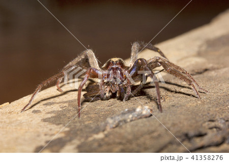 Wolf spider, Lycosidae, Madhya Pradesh 41358276