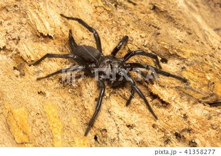Funnel web spider, Dipluridae,Jampue hills,Tripura 41358277