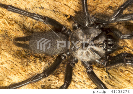 Funnel web spider, Dipluridae,Jampue hills,Tripura 41358278