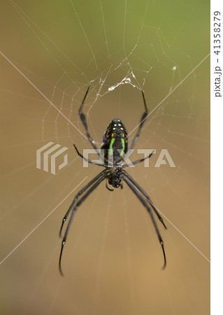 Spider, Leucauge sp, Tetragnathidae, Jampue hills  41358279
