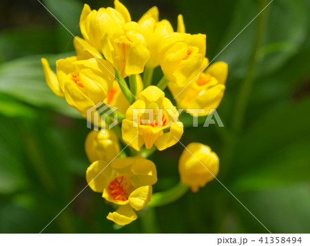 キンラン 41358494