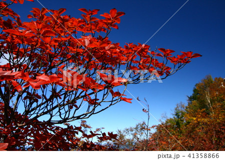 秋の両神山　紅葉の山頂 41358866
