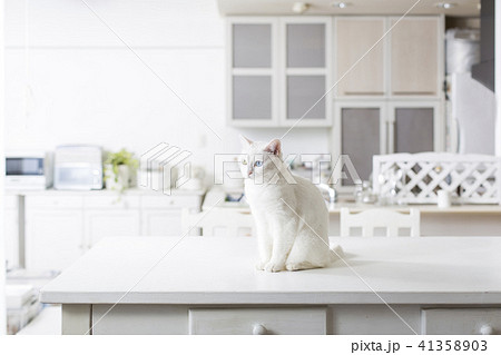 ネコのいる生活 41358903