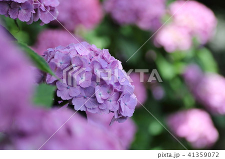 あじさい 41359072