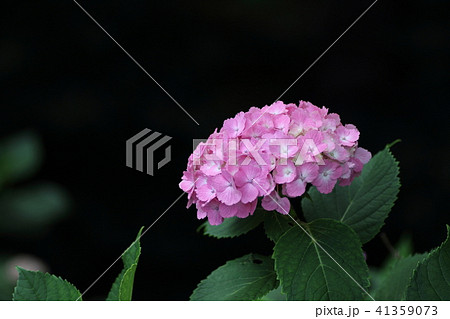 あじさい 41359073