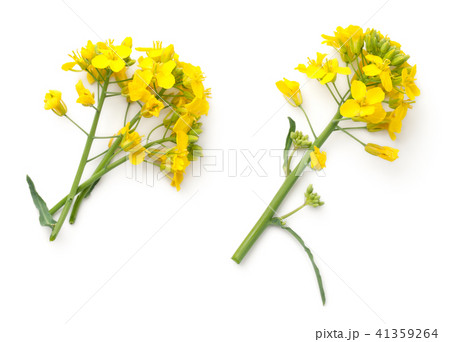 Rapeseed Flowers Isolated on White Background 41359264