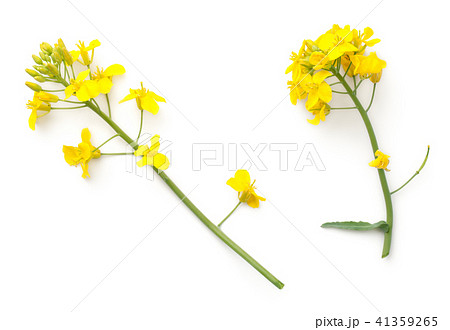 Rapeseed Flowers Isolated on White Background 41359265