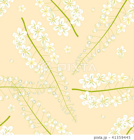 White Cassia Fistula - Golden Shower Flower White Cassia Fistula - Golden Shower Flower 41359445