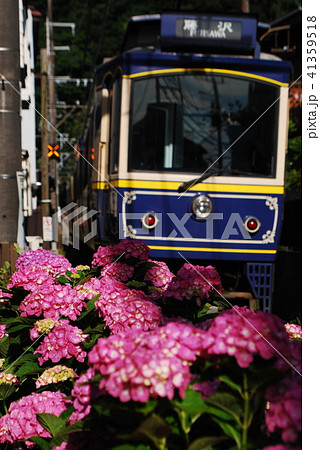 鎌倉　江ノ電　紫陽花 41359518