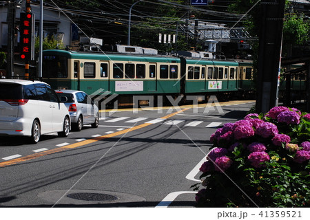 鎌倉　江ノ電　紫陽花 41359521