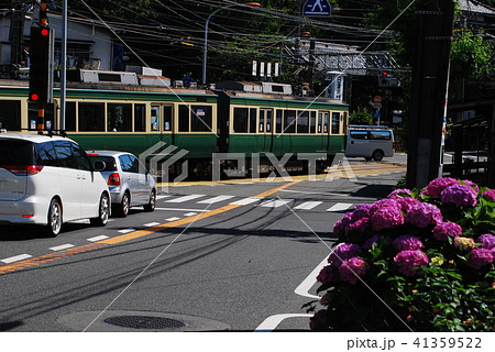 鎌倉 江ノ電 紫陽花 鎌倉 江ノ電 紫陽花 41359522