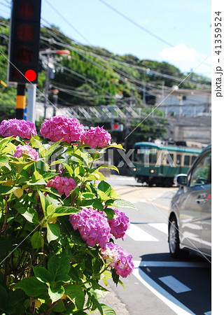鎌倉　江ノ電　紫陽花 41359524