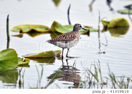 タカブシギ タカブシギ 41359619