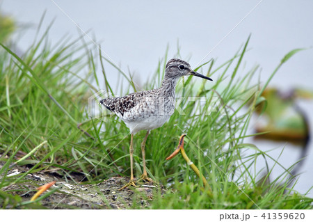 タカブシギ 41359620