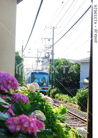 鎌倉 江ノ電 紫陽花 鎌倉 江ノ電 紫陽花 41359626