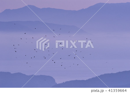 アカハラダカの渡り（鹿児島県） 41359664