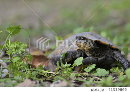 イシガメ歩く（鹿児島県） 41359666
