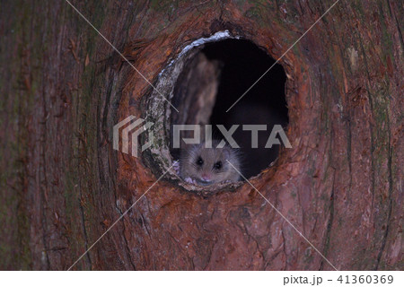 ヤマネ穴（山梨県） 41360369