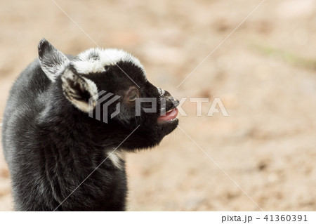 A young black and white goat stands outside A young black and white goat stands outside 41360391