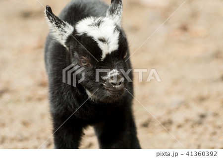 A young black and white goat stands outside 41360392