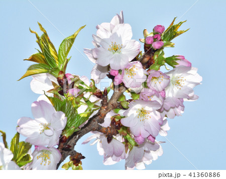 桜、苔清水（コケシミズ） 41360886