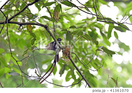 サンコウチョウのオスの巣造り 41361070
