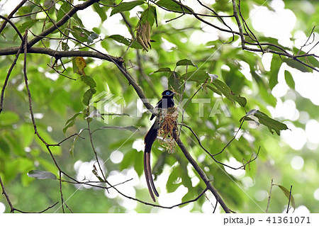 サンコウチョウのオスの巣造り 41361071