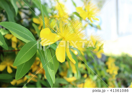六月の黄色い花の写真素材