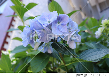 水色の紫陽花 41361089