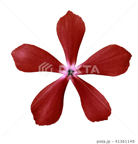 Flower maroon isolated on white background. Flower maroon isolated on white background. 41361149