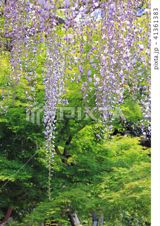 曼荼羅寺の藤 枝垂れ藤 紫の藤 春の花の写真素材