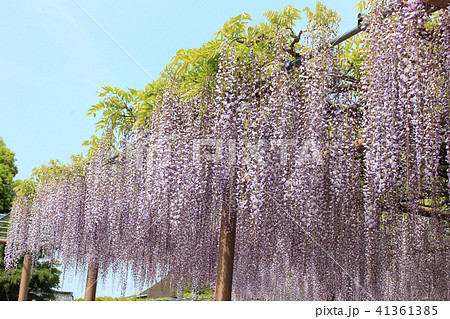 曼荼羅寺の藤 枝垂れ藤 紫の藤 春の花の写真素材