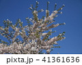 青色 青 青い 41361636