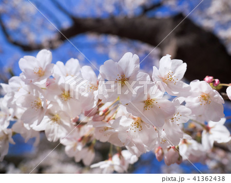 青空とサクラの花 41362438