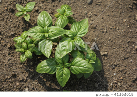バジルの栽培 41363019