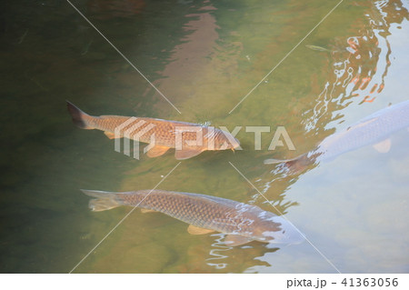 赤城大沼の鯉 群馬県 の写真素材